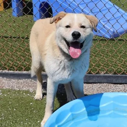 A young medium-sized male Labrador Retriever dog named Mathis for adoption in Danbury, CT