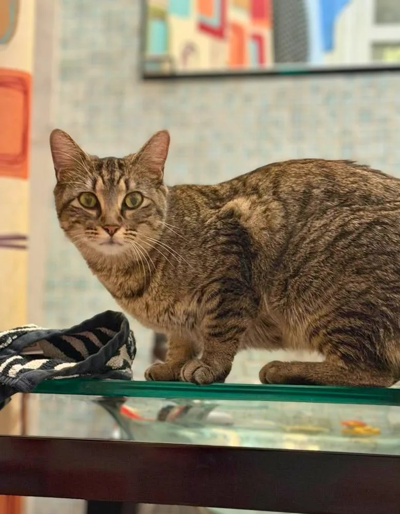 A young small-sized female Gray / Blue / Silver Domestic Short Hair cat named Emmy for adoption in Chicago, IL
