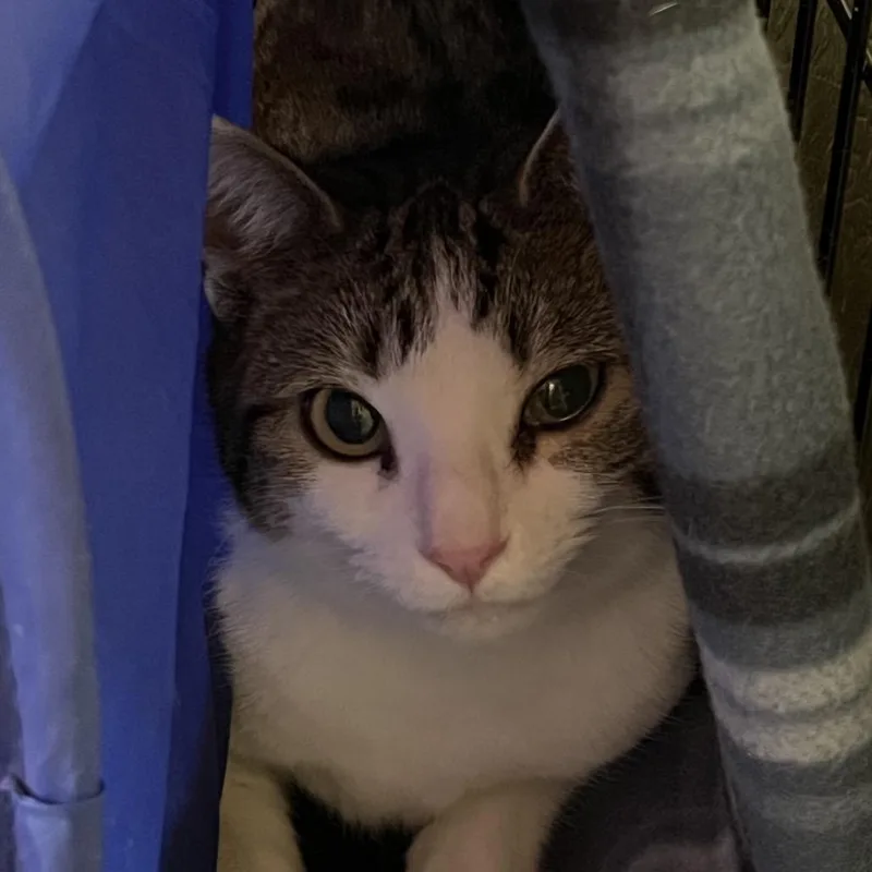 An adult medium-sized female Brown / Chocolate Domestic Short Hair cat named Trinket for adoption in Mount Juliet, TN