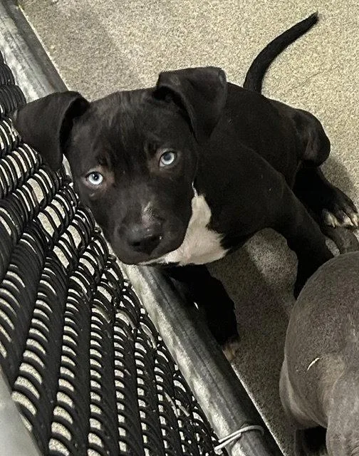A young medium-sized female Labrador Retriever dog named Willow Months Availabel for adoption in Sterling, MA