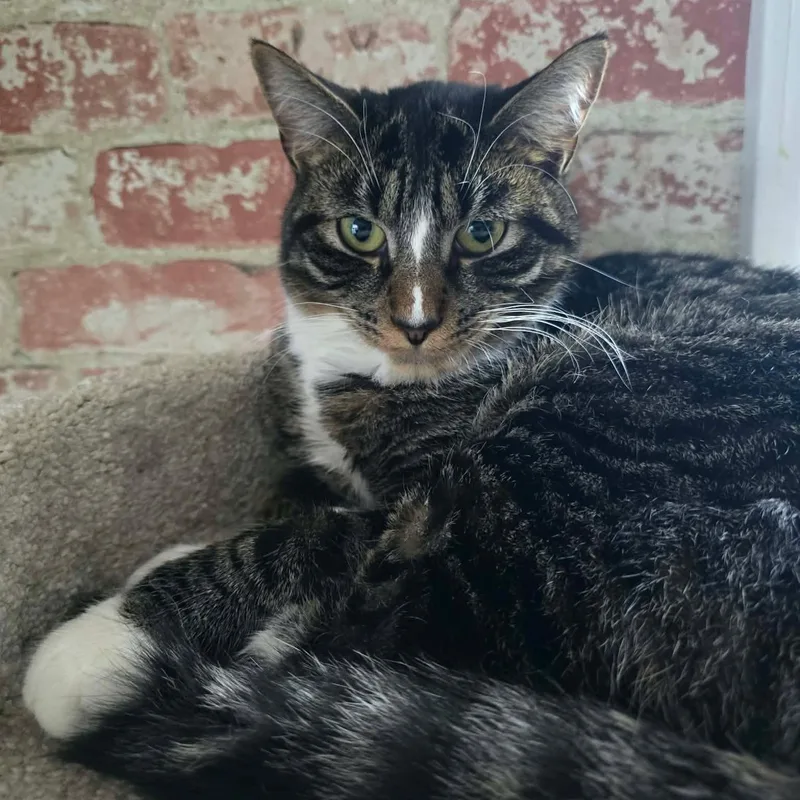 A young medium-sized male Tabby (Brown / Chocolate) Tabby cat named Steven for adoption in Huntington, NY