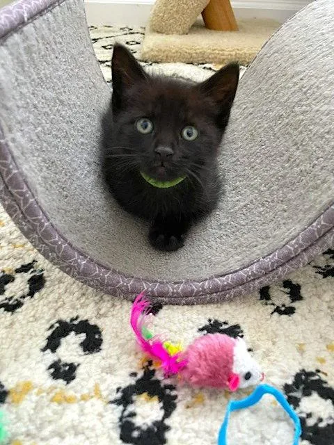A baby medium-sized male Black Domestic Short Hair cat named Sparky for adoption in Fremont, CA