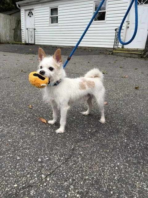 A senior small-sized male Terrier dog named Cosmo for adoption in Huntington, NY