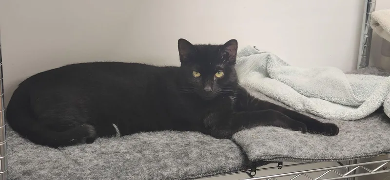 Blowfish thumbnail 2