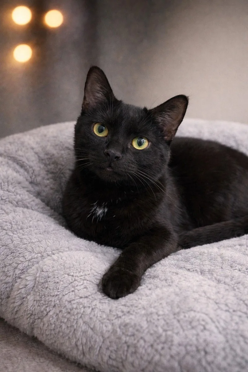 Blowfish thumbnail 3