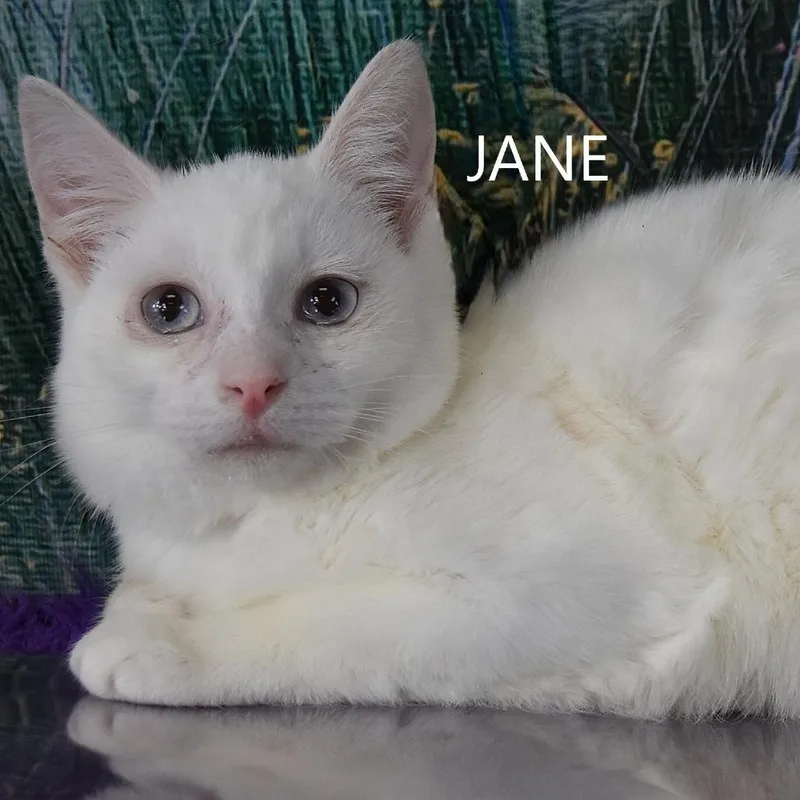 Jane