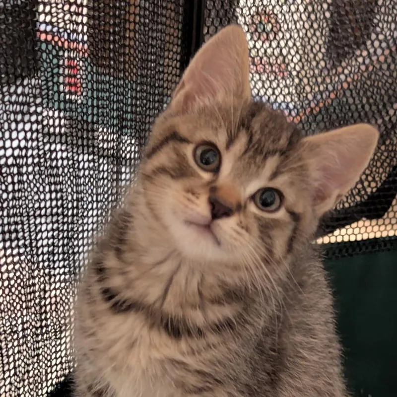 Jack