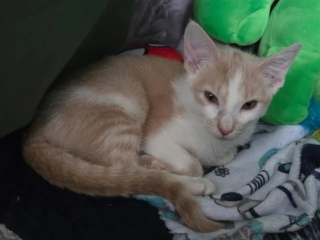 A baby small-sized female Domestic Short Hair cat named Buttercup for adoption in Fort Wayne, IN