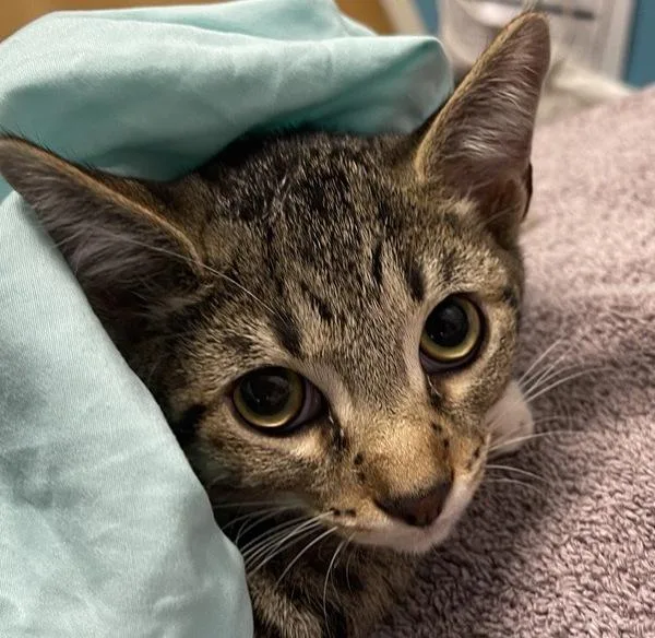 A baby small-sized male Domestic Short Hair cat named Zion for adoption in Escondido, CA
