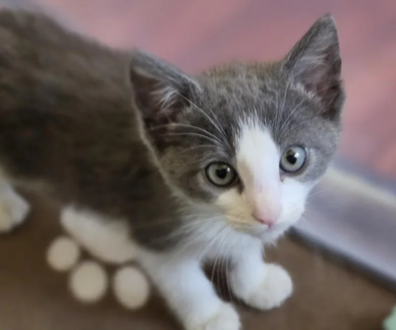 A baby small-sized female Domestic Short Hair cat named Coral for adoption in Van Nuys, CA