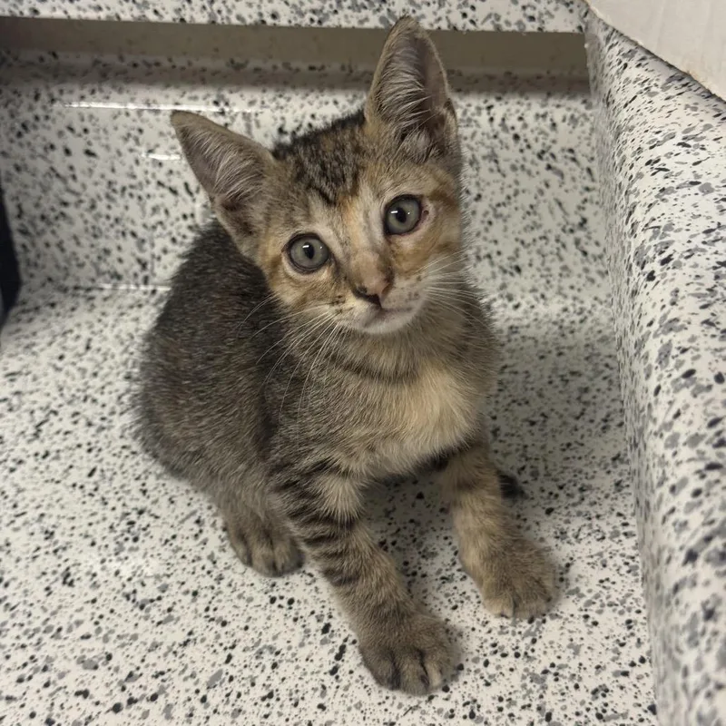 A baby small-sized female Brown / Chocolate Domestic Short Hair cat named Miracle for adoption in Santa Fe, TX