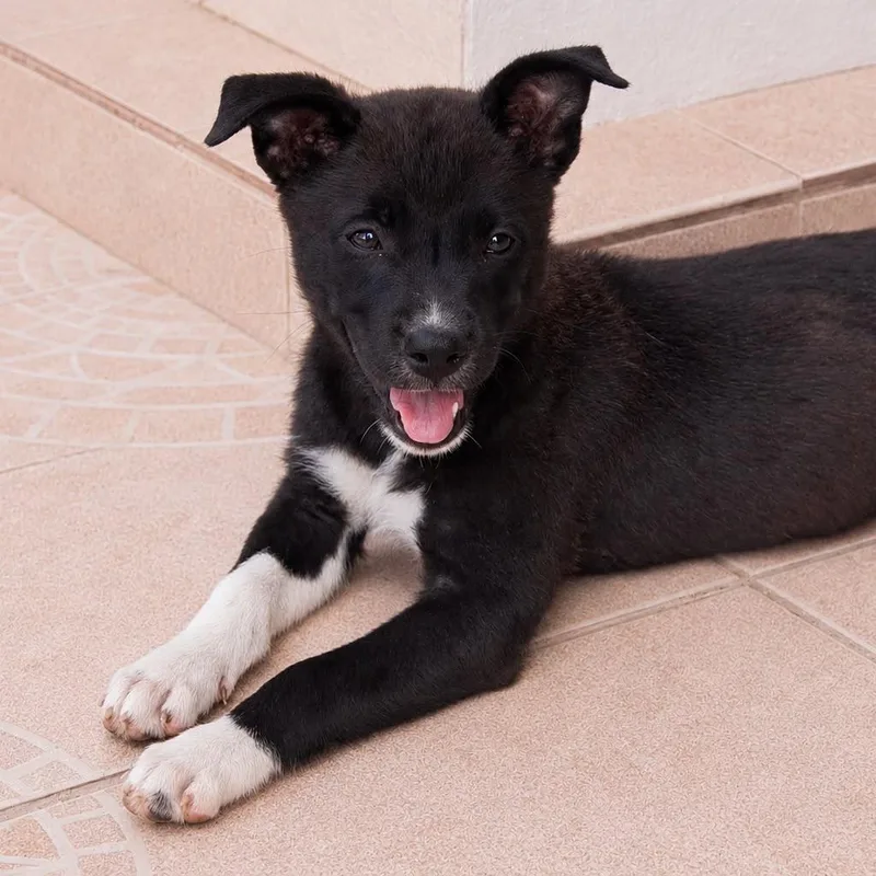 A baby medium-sized female Labrador Retriever dog named Pelusa for adoption in Lake Hopatcong, NJ