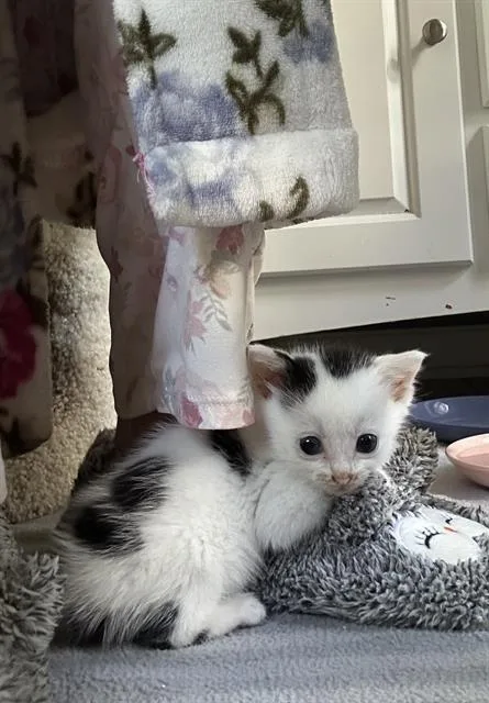 A baby small-sized female Domestic Short Hair cat named Ollie for adoption in Charlotte, NC