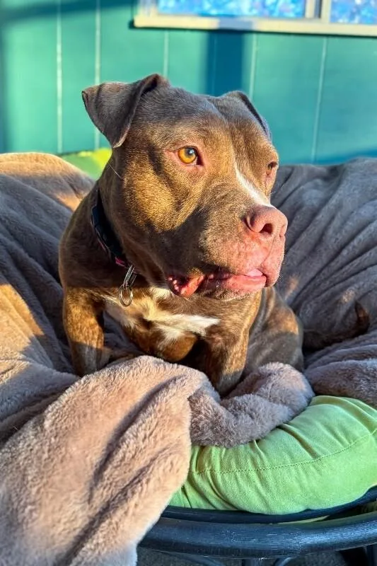 An adult large-sized male Brown / Chocolate Mixed Breed dog named Clee for adoption in Cincinnati, OH