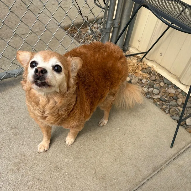 A senior small-sized male Pomeranian dog named Tater for adoption in Toledo, OH