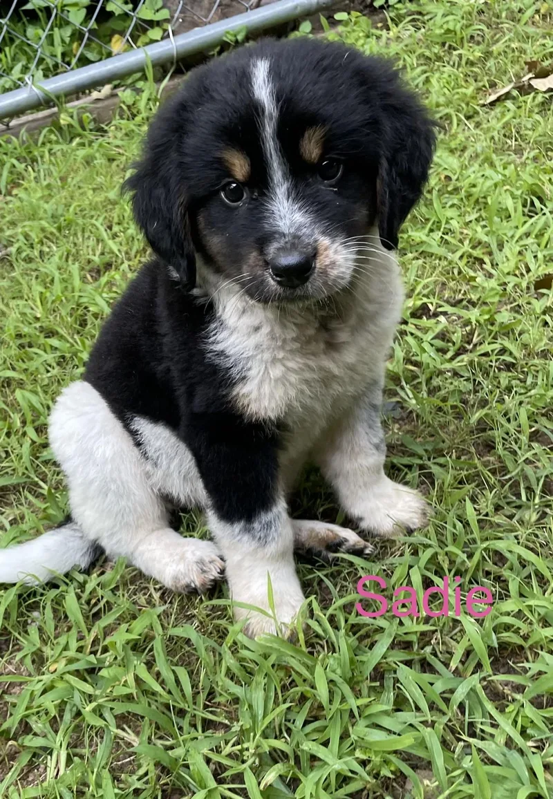 A baby small-sized female Australian Cattle Dog / Blue Heeler dog named Sadie for adoption in Welling, OK