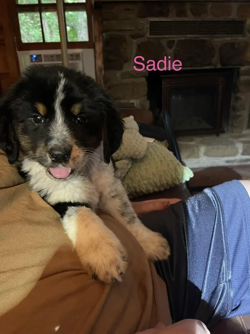 Sadie thumbnail 2