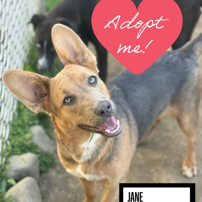 Jane thumbnail 5