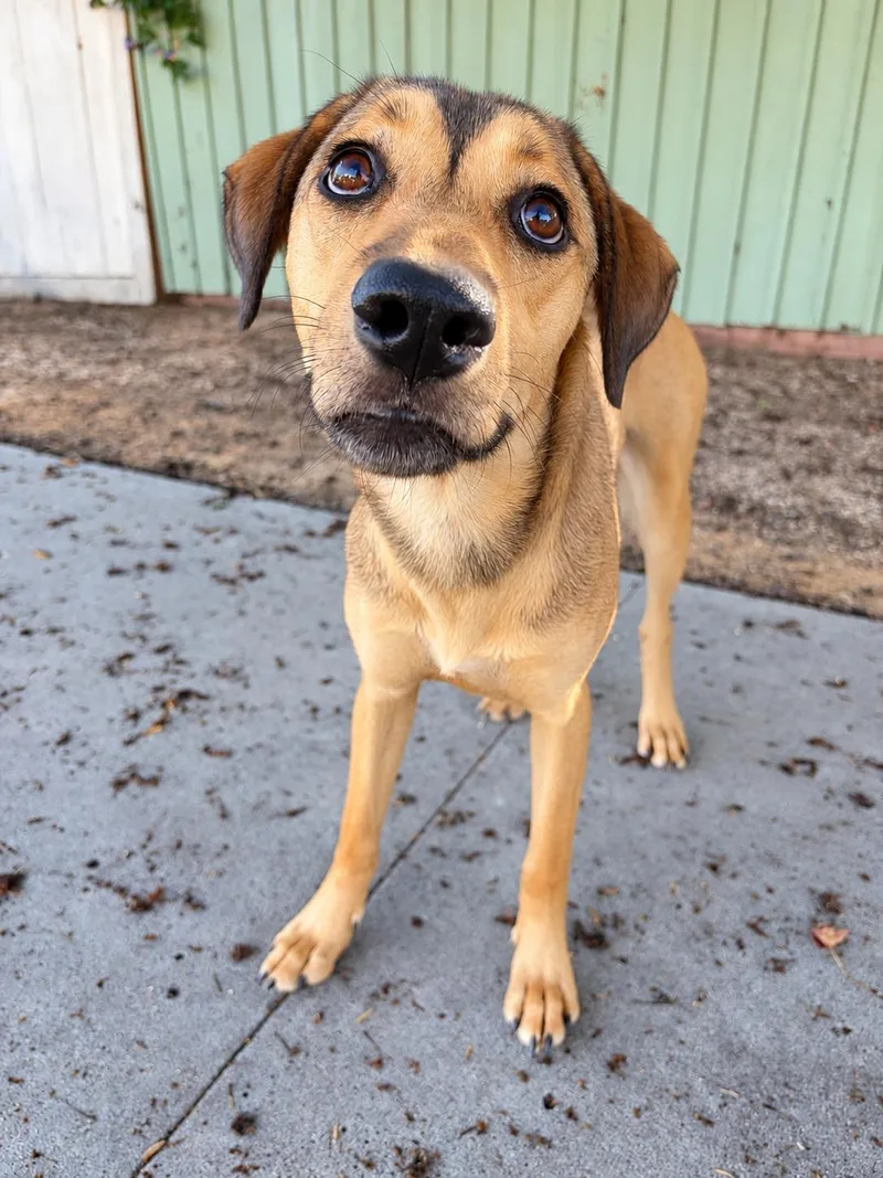 A baby medium-sized female Apricot / Beige Shepherd dog named Wrennie for adoption in San Diego, CA