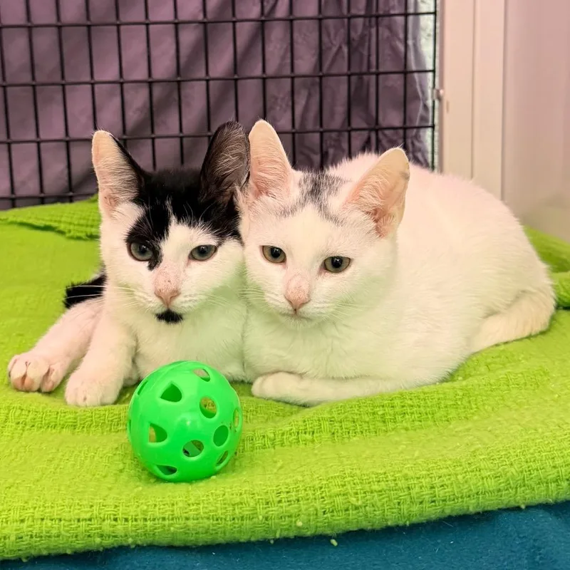A baby small-sized female Domestic Short Hair cat named Bora for adoption in Ewing, NJ