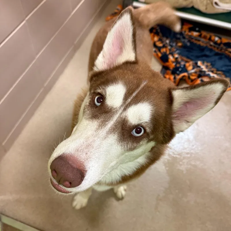A young large-sized male Brown / Chocolate Mixed Breed dog named Petey for adoption in Waukesha, WI
