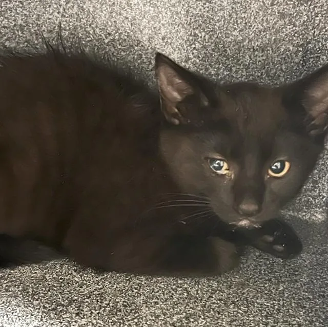 A baby small-sized female Domestic Short Hair cat named Gemma for adoption in Naples, FL