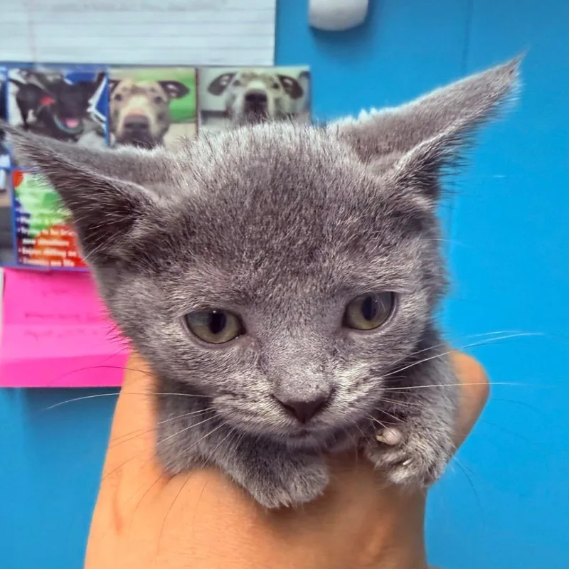 A baby small-sized female Domestic Short Hair cat named Lobster for adoption in Utica, MI