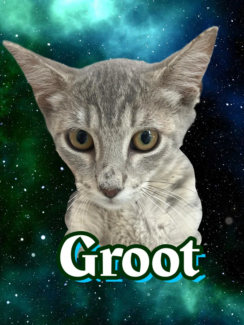 Groot