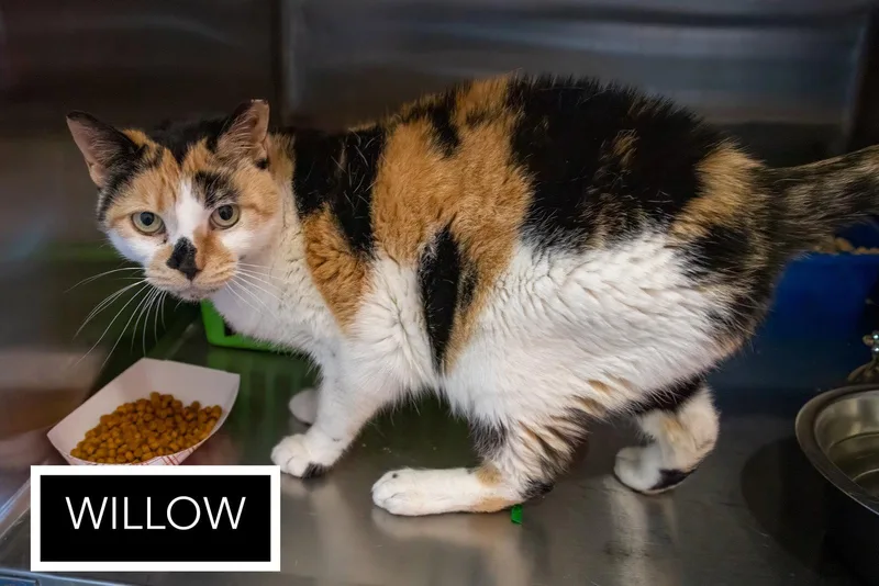 Willow: Mhsn Rx Kidney thumbnail 2