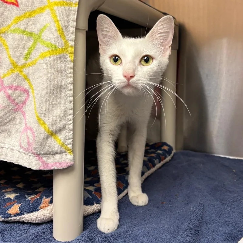 An adult medium-sized female White Domestic Short Hair cat named McFlurry for adoption in Pasadena, CA