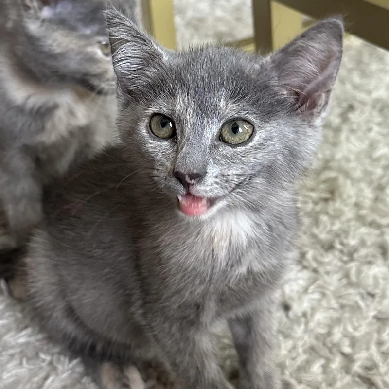 A baby small-sized female Dilute Tortoiseshell Domestic Short Hair cat named Divot for adoption in Richmond, VA