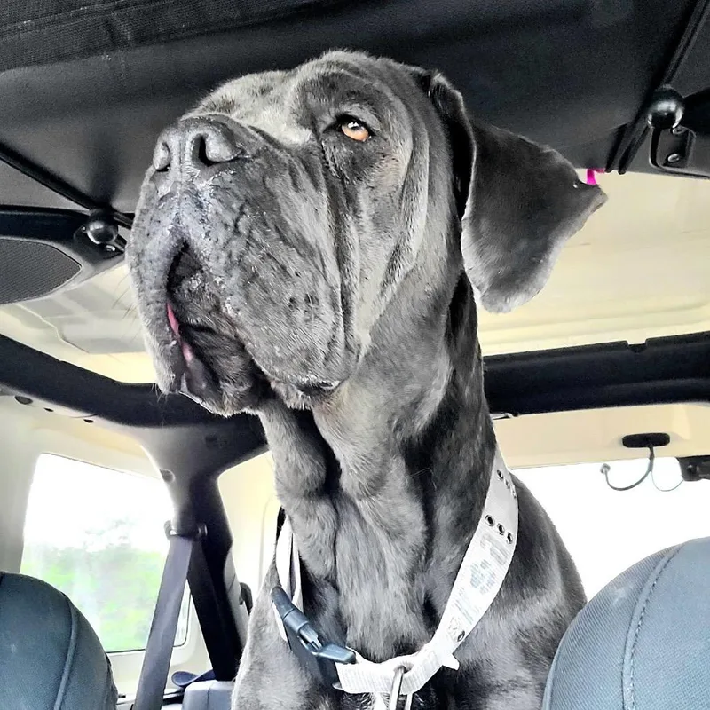 An adult large-sized female Gray / Blue / Silver Cane Corso dog named Sophie for adoption in manchester, PA