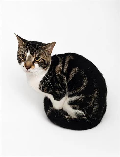 A young medium-sized male Domestic Short Hair cat named Coe for adoption in Winter Haven, FL