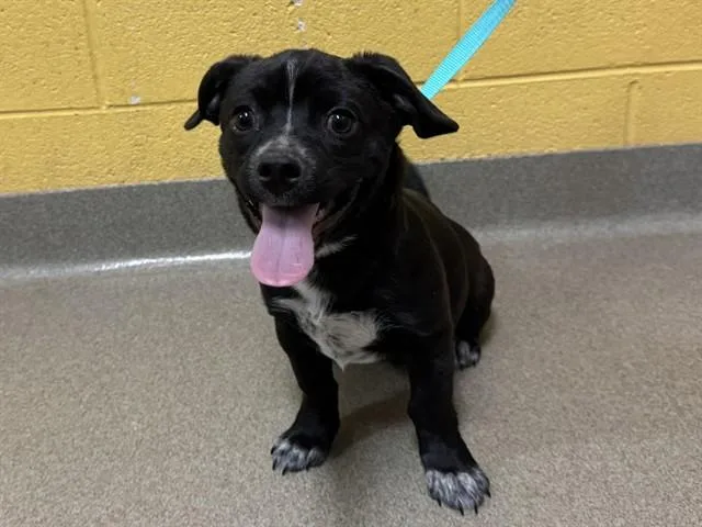 A baby small-sized male Terrier dog named Holy Macaroni! for adoption in Colorado Springs, CO