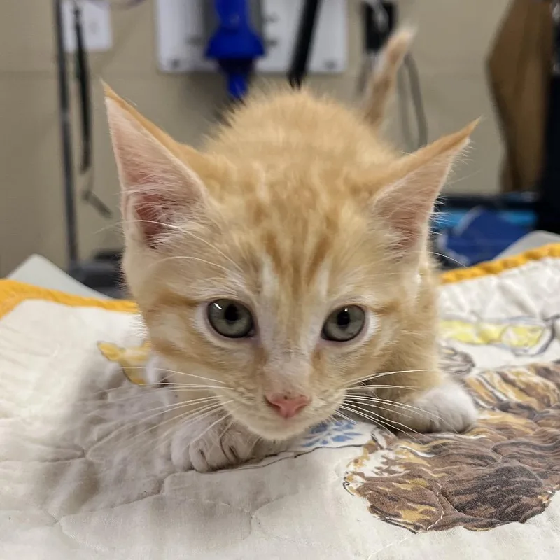 A baby small-sized male Orange / Red Domestic Short Hair cat named Cole for adoption in Pauls Valley, OK