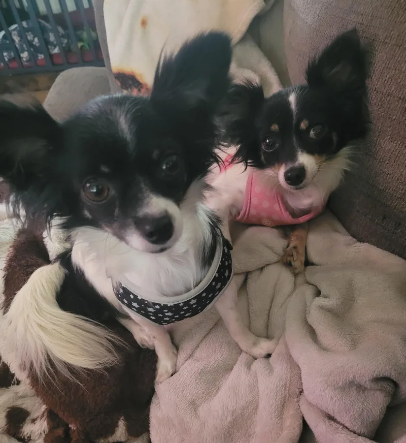 An adult small-sized female Black Chiweenie dog named Lilly & Lana for adoption in Denham Springs, LA