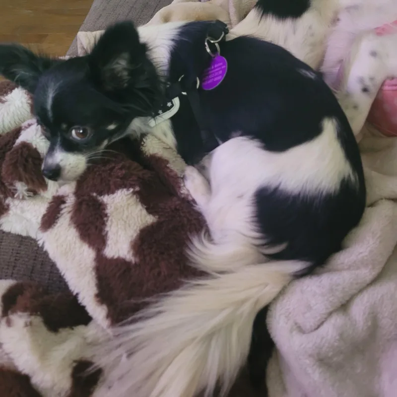 Lilly & Lana thumbnail 2