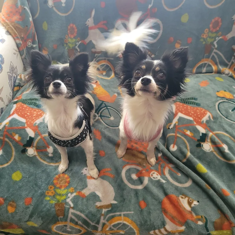Lilly & Lana thumbnail 3