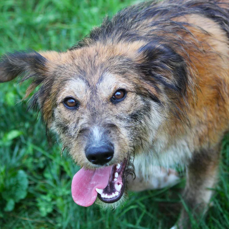 A baby medium-sized female Tricolor (Brown, Black, & White) Shepherd dog named Nallie for adoption in Hayward, WI