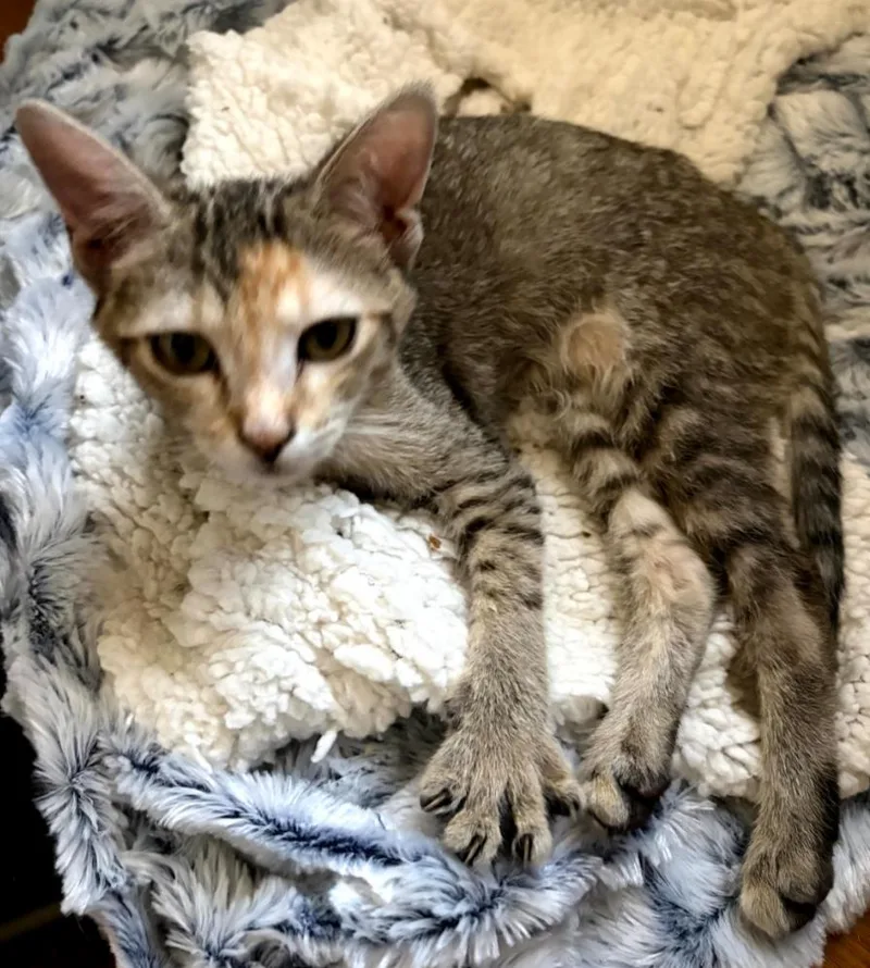 A young medium-sized female Domestic Short Hair cat named Callie for adoption in Phoenix, AZ