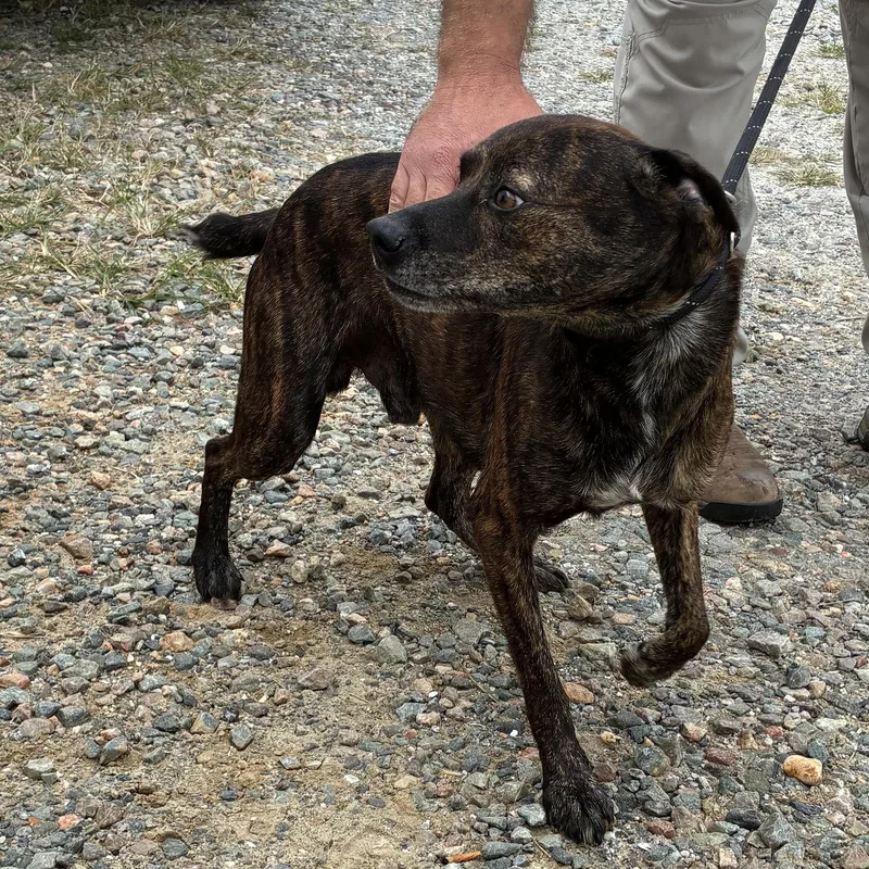 A young medium-sized male Brindle Mountain Cur dog named Grizzly for adoption in Cumberland , VA