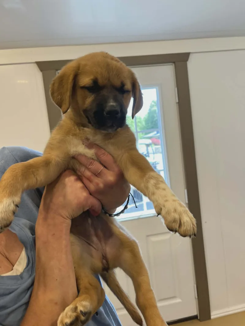 A baby medium-sized female Golden Retriever dog named Lasagna for adoption in Havertown, PA