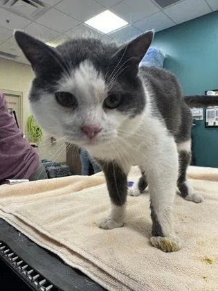 An adult medium-sized male Domestic Short Hair cat named Carl for adoption in Fishers, IN