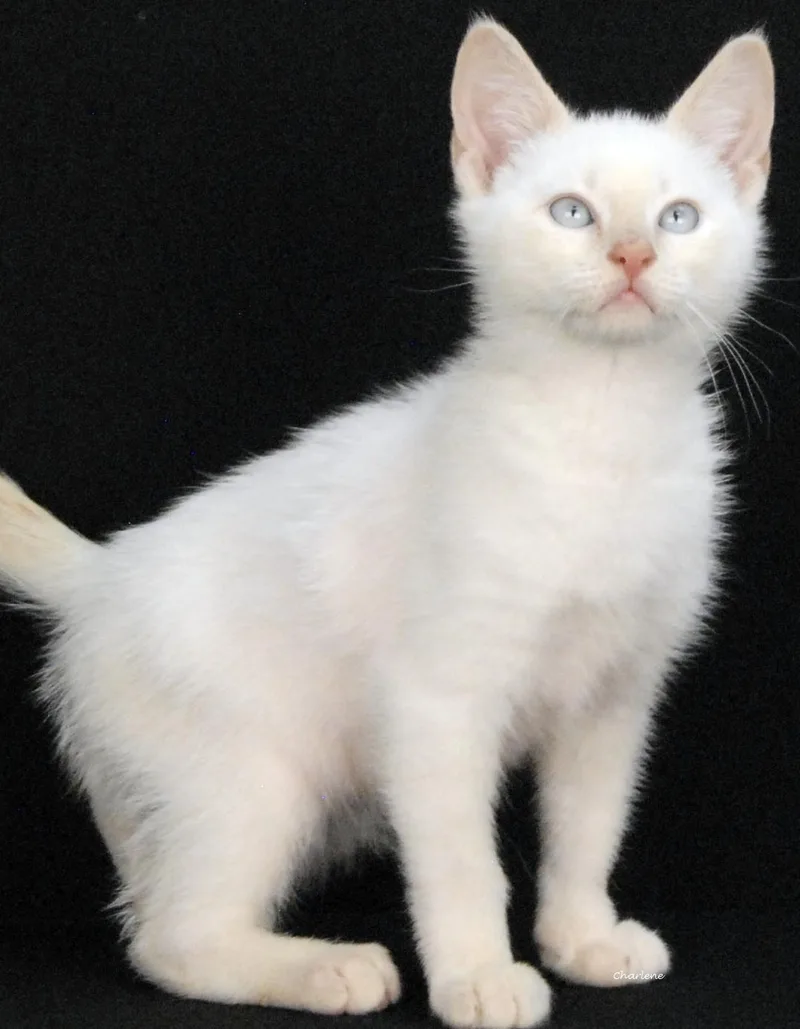 A baby medium-sized male Flame Point Siamese cat named Criss Cross for adoption in Newland, NC