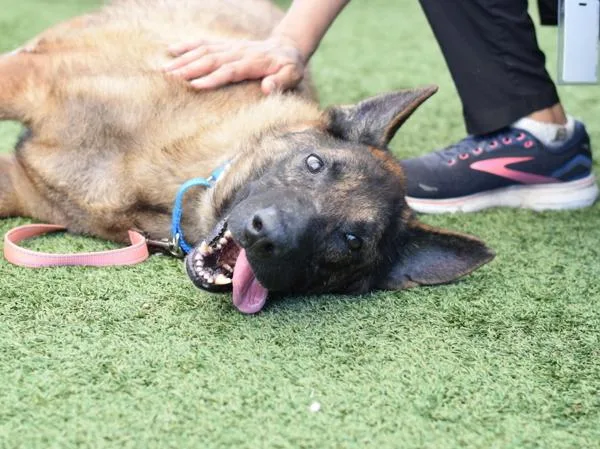 A senior large-sized male German Shepherd Dog dog named Maximillion for adoption in Ridgewood, NY