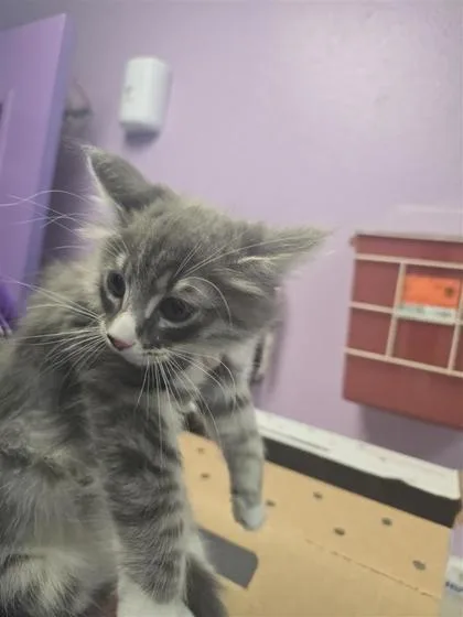 A baby small-sized male Domestic Short Hair cat named Squeeks for adoption in El Paso, TX