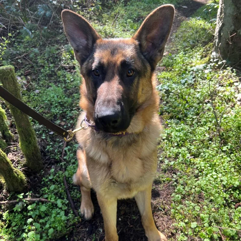 Handsome thumbnail 3