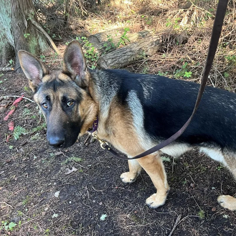 Handsome thumbnail 4