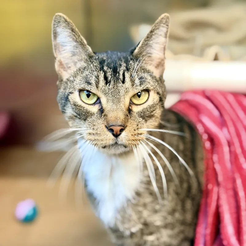 An adult medium-sized male Tabby (Brown / Chocolate) Domestic Short Hair cat named Judah for adoption in Jackson, NJ