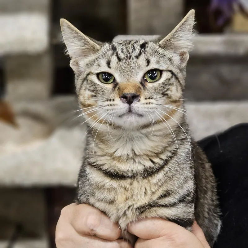 A baby small-sized male Domestic Short Hair cat named TBone for adoption in Fairfax, VA